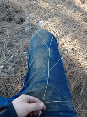 Elymus elymoides brevifolius