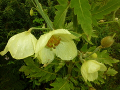 Meconopsis paniculata