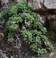 Sedum lancerottense