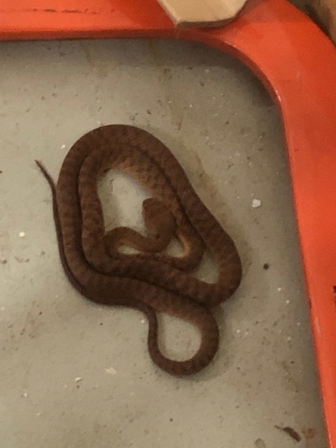 Brown Tree Snake sighting