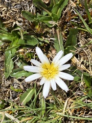 Hypochaeris sessiliflora