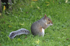 Sciurus carolinensis