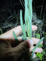 Acacia suaveolens