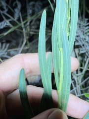 Acacia suaveolens