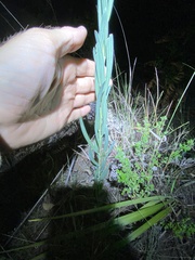 Acacia suaveolens
