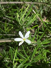 Ricinocarpos pinifolius