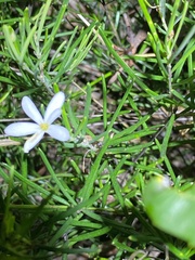 Ricinocarpos pinifolius