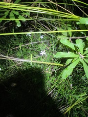 Ricinocarpos pinifolius