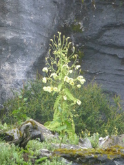 Meconopsis paniculata