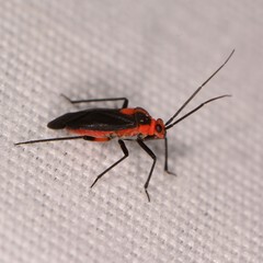 Prepops rubrovittatus