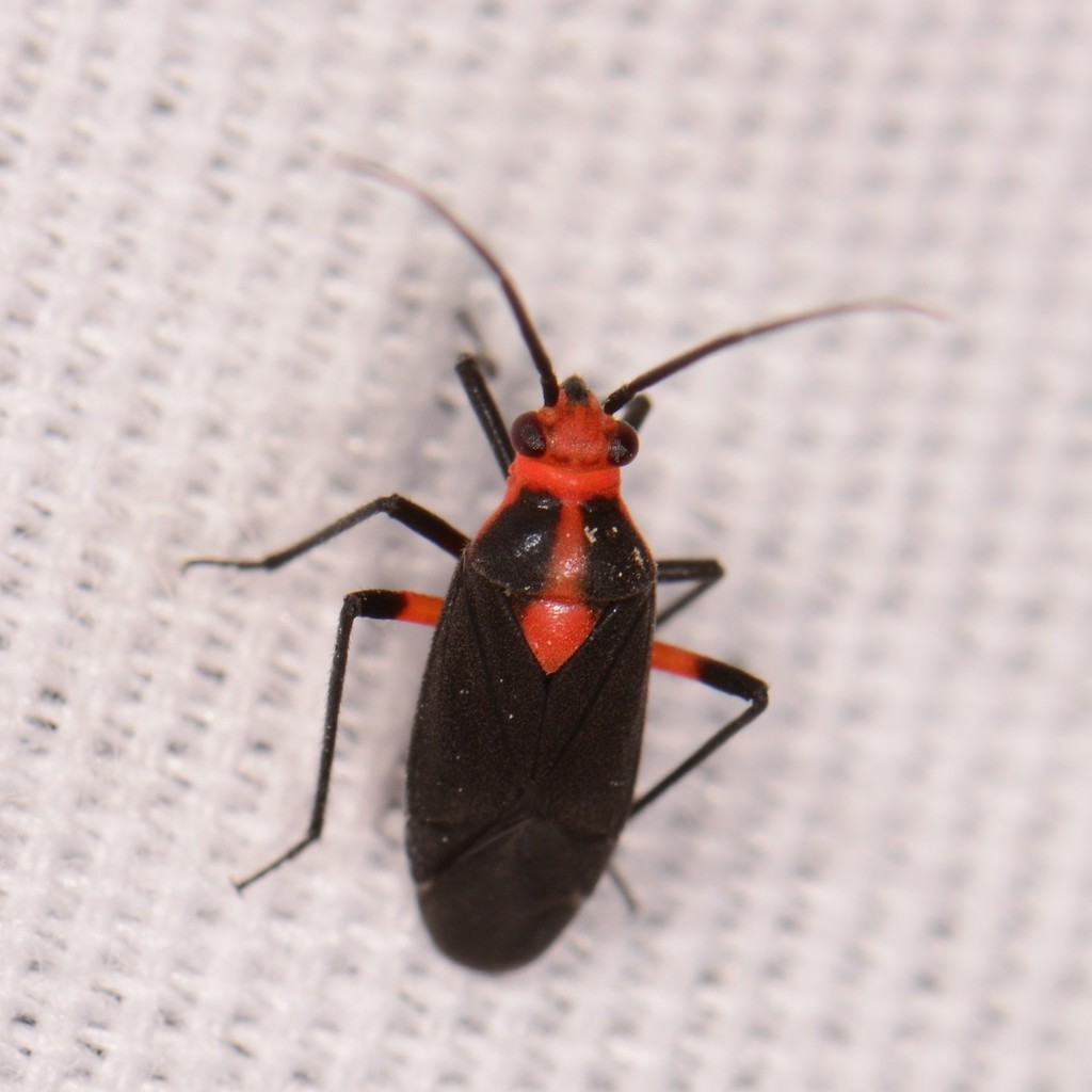 Prepops rubrovittatus