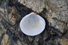 Pseudarcopagia botanica
