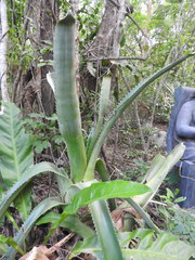 Aechmea bracteata