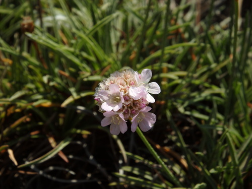 Armeria welwitschii, photograph 4