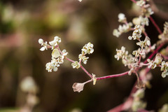 Tidestromia lanuginosa