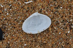 Mactrotoma antecedens