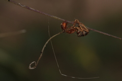 Ophiocordyceps camponoti-floridani