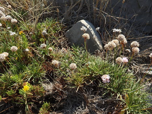 Armeria welwitschii, photograph 5