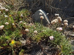 Armeria welwitschii