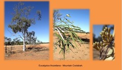 Eucalyptus thozetiana
