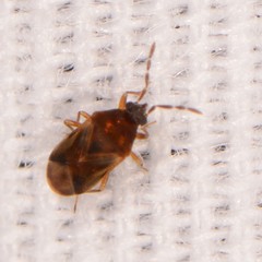 Antillocoris discretus