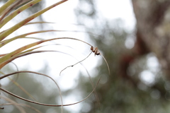 Ophiocordyceps camponoti-floridani