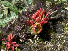 Castilleja pumila