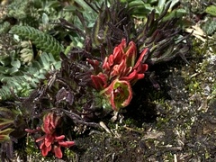 Castilleja pumila