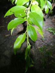 Petalostigma triloculare