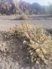 Ambrosia ilicifolia