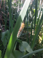 Pseudautomeris grammivora