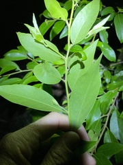 Petalostigma triloculare