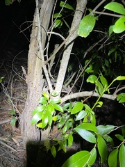 Petalostigma triloculare