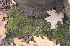 Eurhynchiastrum pulchellum