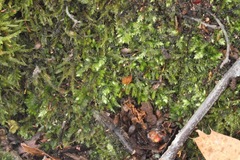 Eurhynchiastrum pulchellum