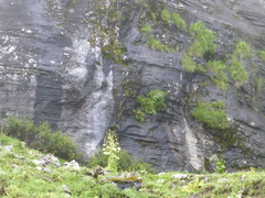 Meconopsis paniculata