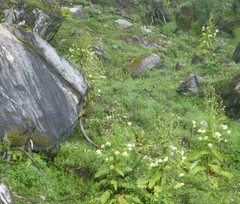 Meconopsis paniculata