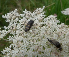 Acmaeoderella flavofasciata