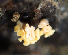 Eustilbum aureum