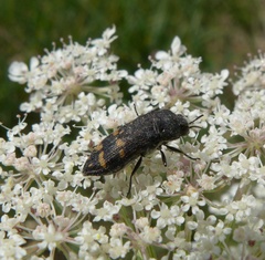Acmaeoderella flavofasciata