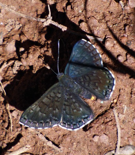 Exoplisia myrtis
