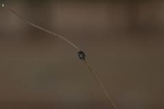 Ophiocordyceps camponoti-floridani