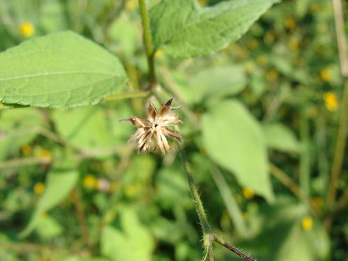 Image of Baltimora recta by (c) Alexis López Hernández, some rights reserved (CC BY)