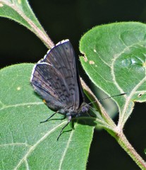 Exoplisia myrtis