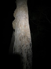 Eucalyptus pilularis