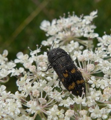 Acmaeoderella flavofasciata
