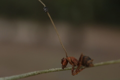 Ophiocordyceps camponoti-floridani