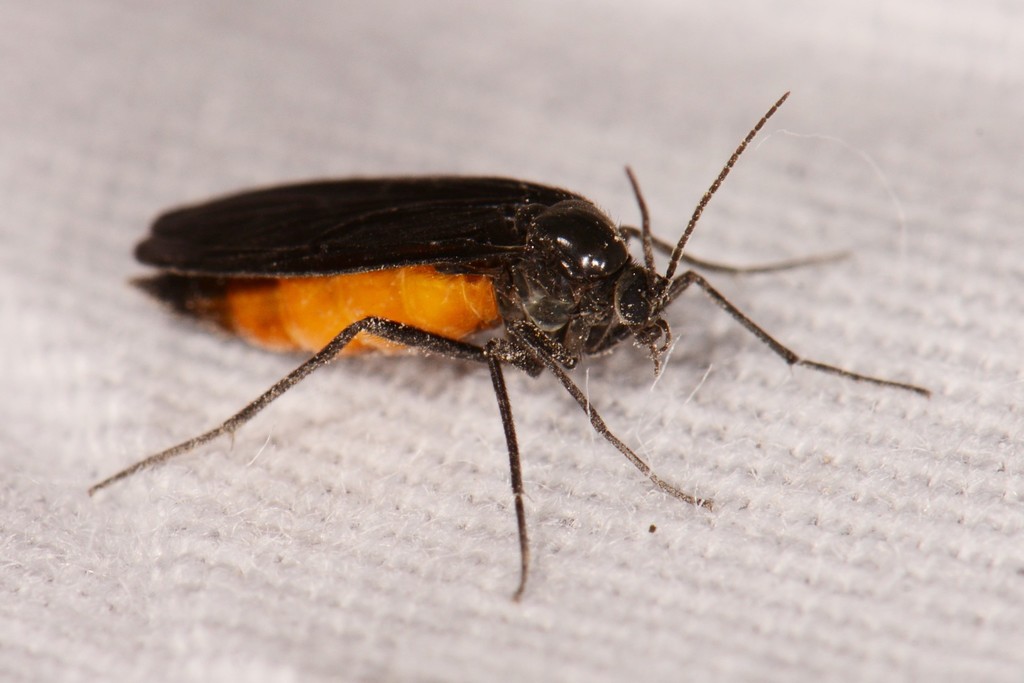 Odontosciara