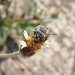 Anthophora squammulosa