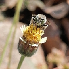 Anthophora squammulosa